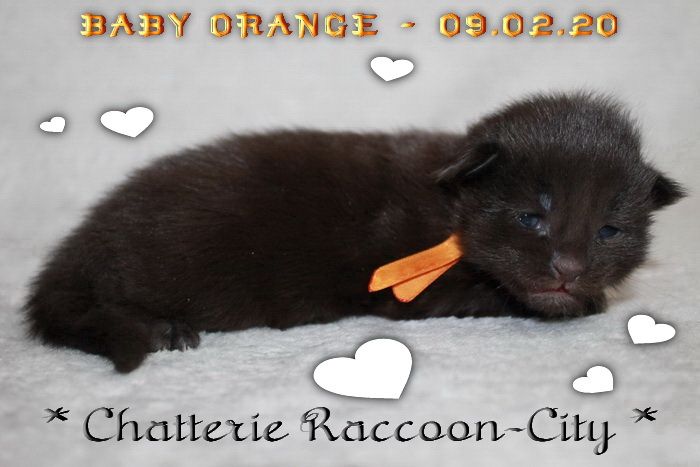 Raccoon-city - Nouvelles photos du 09.02.20