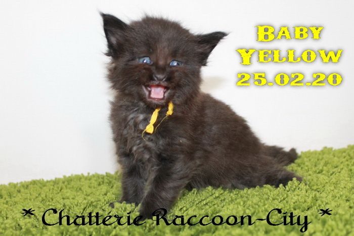 Raccoon-city - Nouvelles photos du 18 et 25.02.20