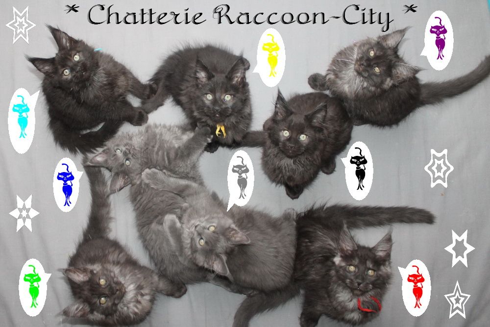Raccoon-city - Miracle