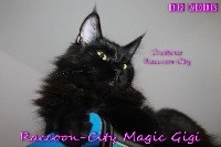 Raccoon-city Magic gigi