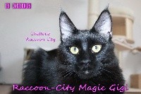 Raccoon-city Magic gigi