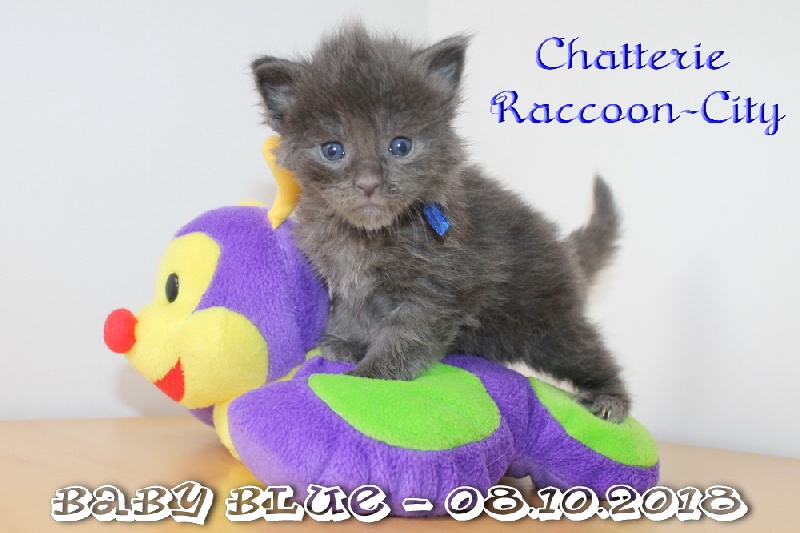 chaton Maine Coon Raccoon-city