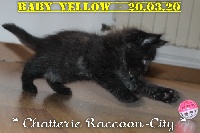 BABY YELLOW - Maine Coon