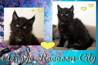 Raccoon-city - Chaton disponible  - Maine Coon