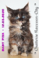 BABY PINK - Maine Coon