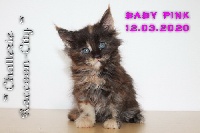 BABY PINK - Maine Coon