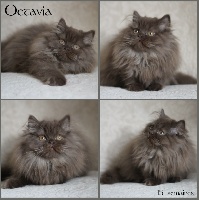 Octavia du Monde de Gaïa