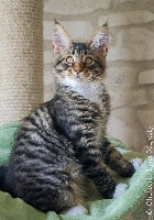 Des Lynx Majesty - Chaton disponible  - Maine Coon