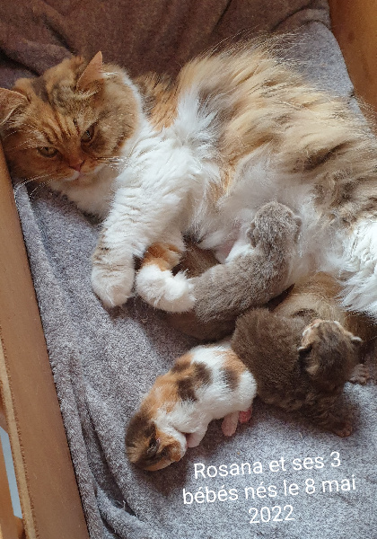 chaton British Shorthair et Longhair de la Cour du Roi