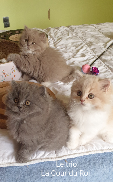 de la Cour du Roi - British Shorthair et Longhair - Portée née le 27/08/2022