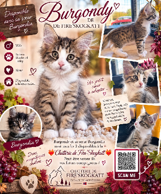 De Fire'skogkatt - Chaton disponible  - Norvégien