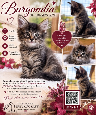 De Fire'skogkatt - Chaton disponible  - Norvégien