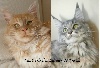 Des Larmes De Freyja - Naissance de chatons en novembre 2013