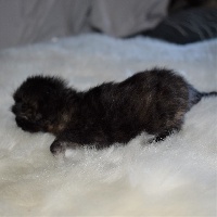 Des Coon's Darling - Chaton disponible  - Maine Coon