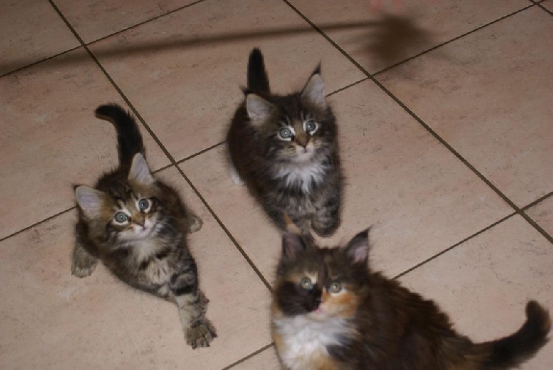 chaton Maine Coon Des Lynx D'Amarine