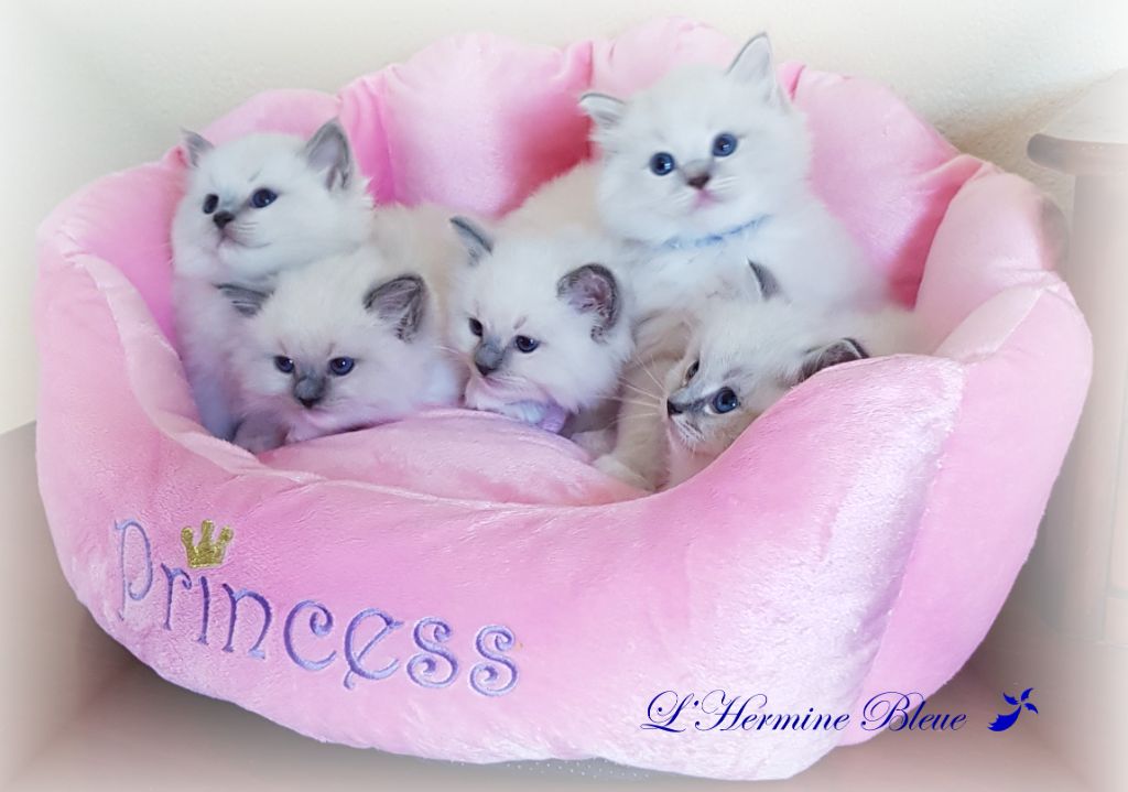 De L'Hermine Bleue - 5 chatons sont nés le 16 avril 2023  - disponibles
