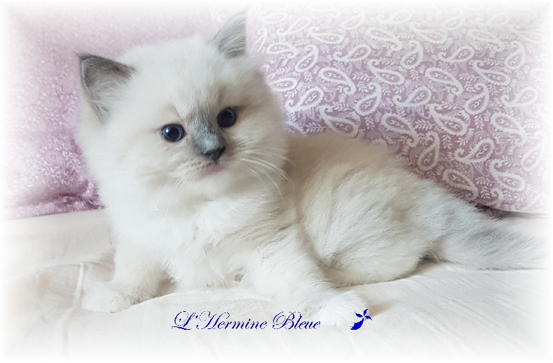 chaton Ragdoll De L'Hermine Bleue