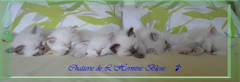 De L'Hermine Bleue - Ragdoll - Portée née le 02/05/2014
