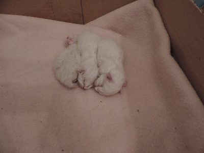 Des Flocons Eternels - Les chatons sont nés le 25 août 2014!
