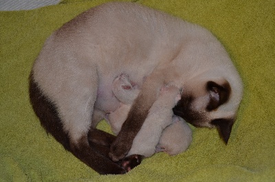 Uthai Thani's - 3 chatons sont nés le 17 septembre 2015