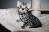 Millions Of Kiss - Chaton disponible  - Bengal