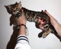 Millions Of Kiss - Chaton disponible  - Bengal