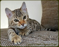 CH. leopardcats Raja of Hypnoticbengal