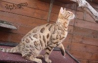 leopardcats Goa of hypnotic'bengal