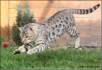 CH. leopardcats Raja of Hypnoticbengal