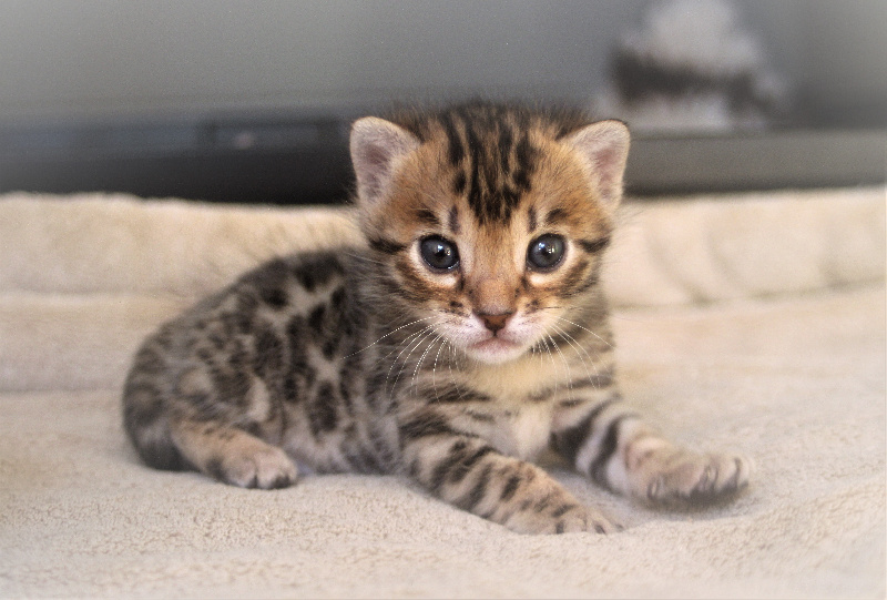 chaton Bengal Hypnotic'Bengal