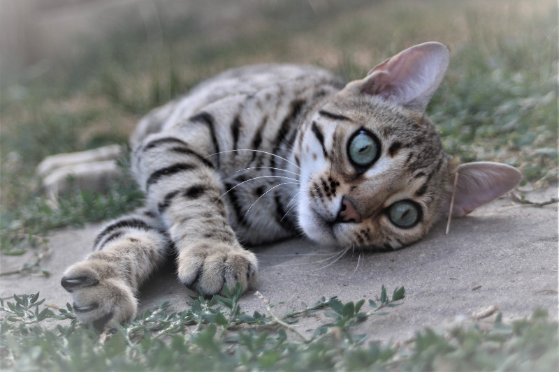 chaton Bengal Hypnotic'Bengal