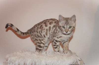 Hypnotic'Bengal Unstoppable