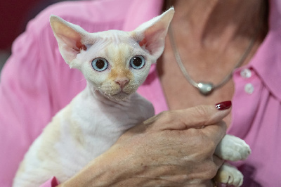 Of Icone Et Class - Chaton disponible  - Devon Rex