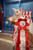 Devon Rex
