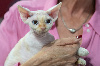 Devon Rex