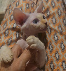 Devon Rex