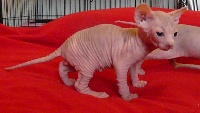 A Pure Soul Realm's - Chaton disponible  - Sphynx