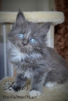Des Galipes O'Cats - Chaton disponible  - Maine Coon