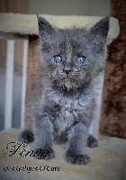 Des Galipes O'Cats - Chaton disponible  - Maine Coon