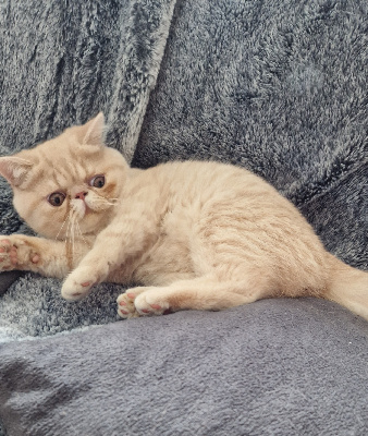 O'Sweet Persian's - Chaton disponible  - Exotic Shorthair