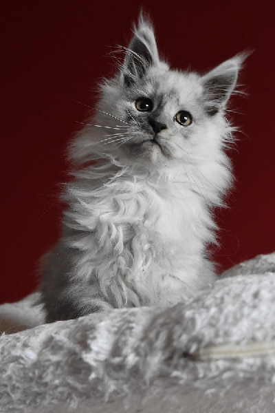 chaton Maine Coon De La Douce Colombe