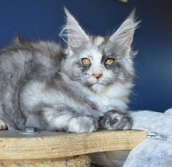 chaton Maine Coon De La Douce Colombe