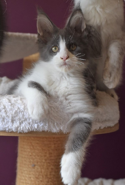 chaton Maine Coon De La Douce Colombe