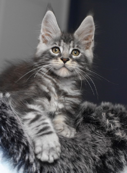 chaton Maine Coon De La Douce Colombe