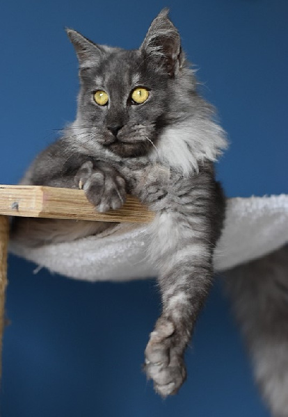 chaton Maine Coon De La Douce Colombe