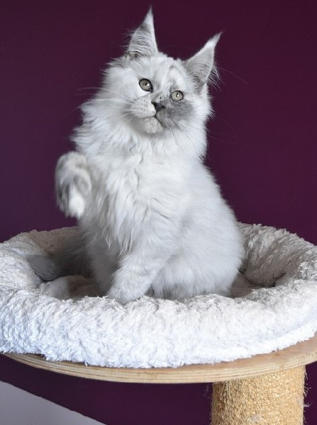 chaton Maine Coon De La Douce Colombe