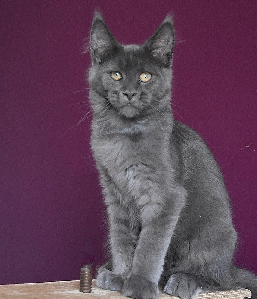 chaton Maine Coon De La Douce Colombe