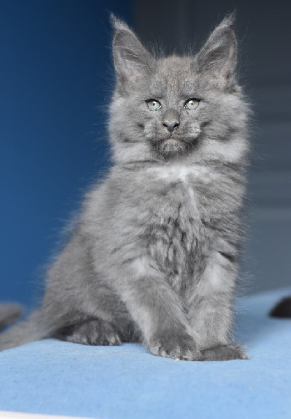 chaton Maine Coon De La Douce Colombe