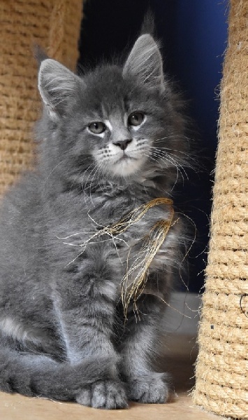 chaton Maine Coon De La Douce Colombe