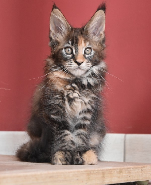 chaton Maine Coon De La Douce Colombe